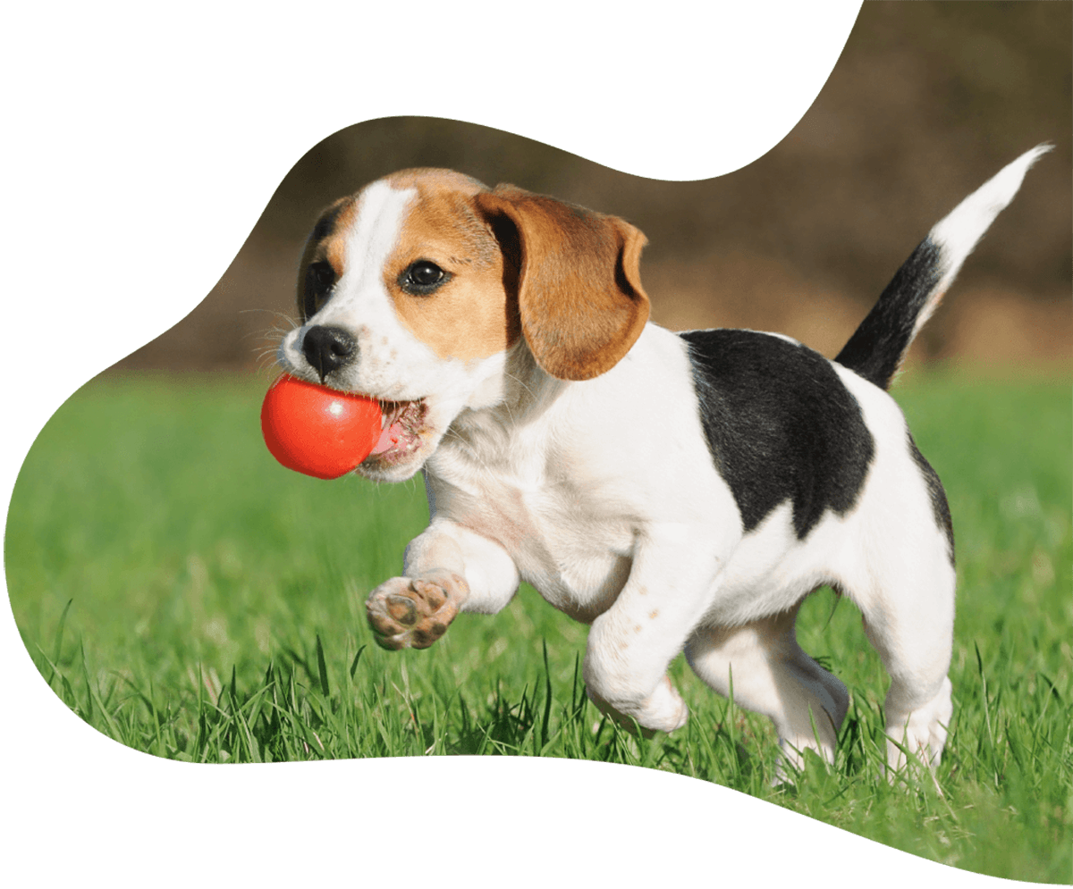 https://www.reddogbb.com/wp-content/uploads/2019/07/hero_image_01.png
