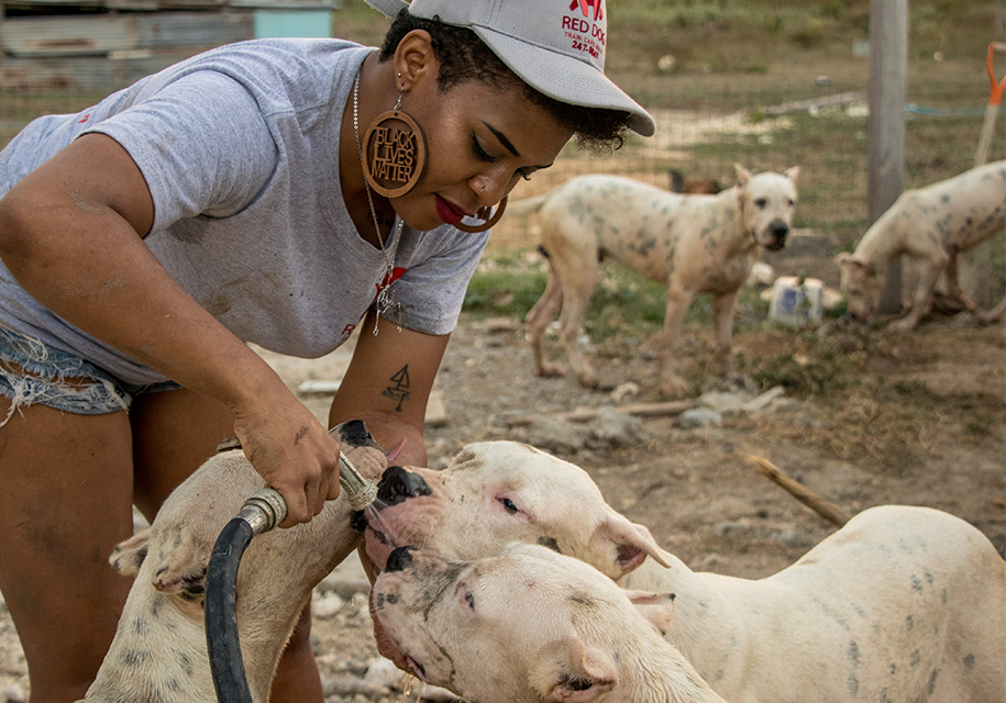 Introducing Red Dog Barbados – Cultivating Unbreakable Human-Canine Bonds